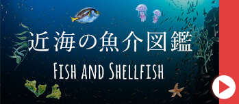 近海の魚介図鑑